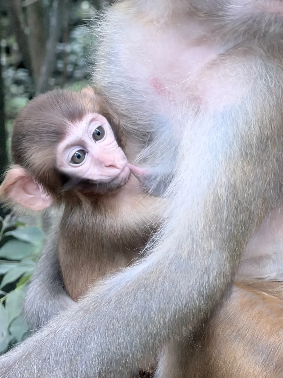 Un bébé macaque accroché au ventre de sa mère à Zhangjiajie