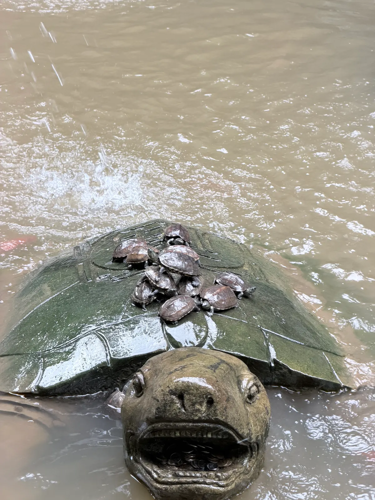 De vrais bébés tortues sur une grande tortue de pierre dans un bassin de Zhangjiajie