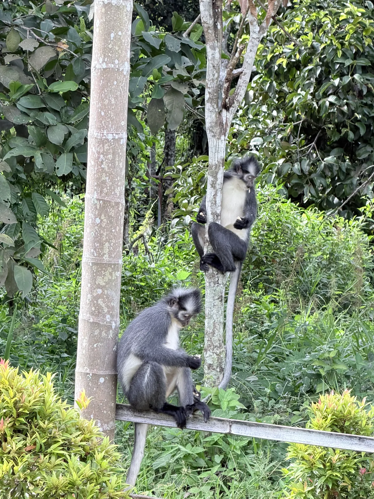 Premier rendez-vous : deux singes de Thomas, la crête punk qu'on ne voit que dans le Nord de Sumatra, croisés dès l'hôtel