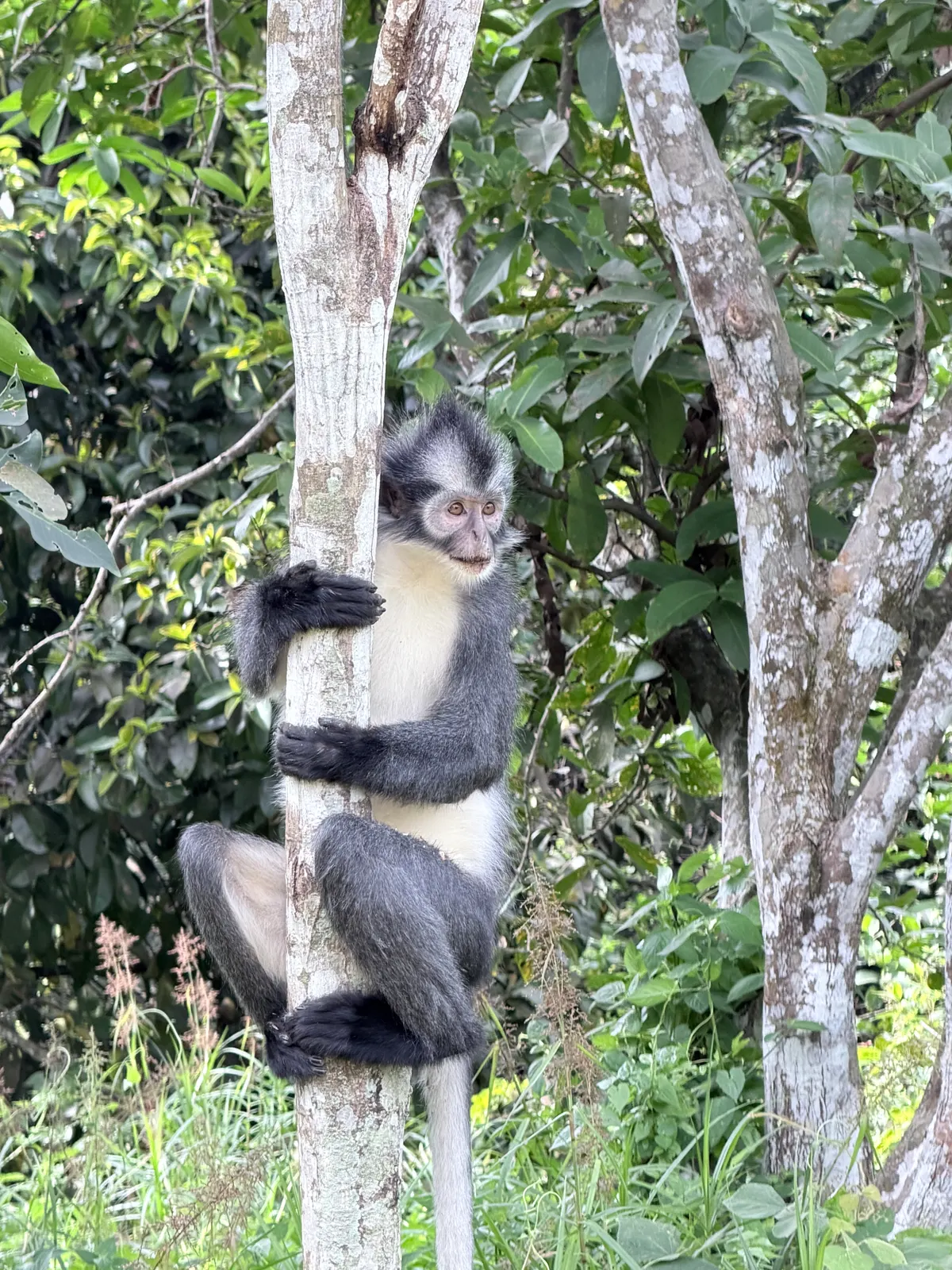Le singe de Thomas en gros plan — masque blanc, crête noire, avachi sur sa branche