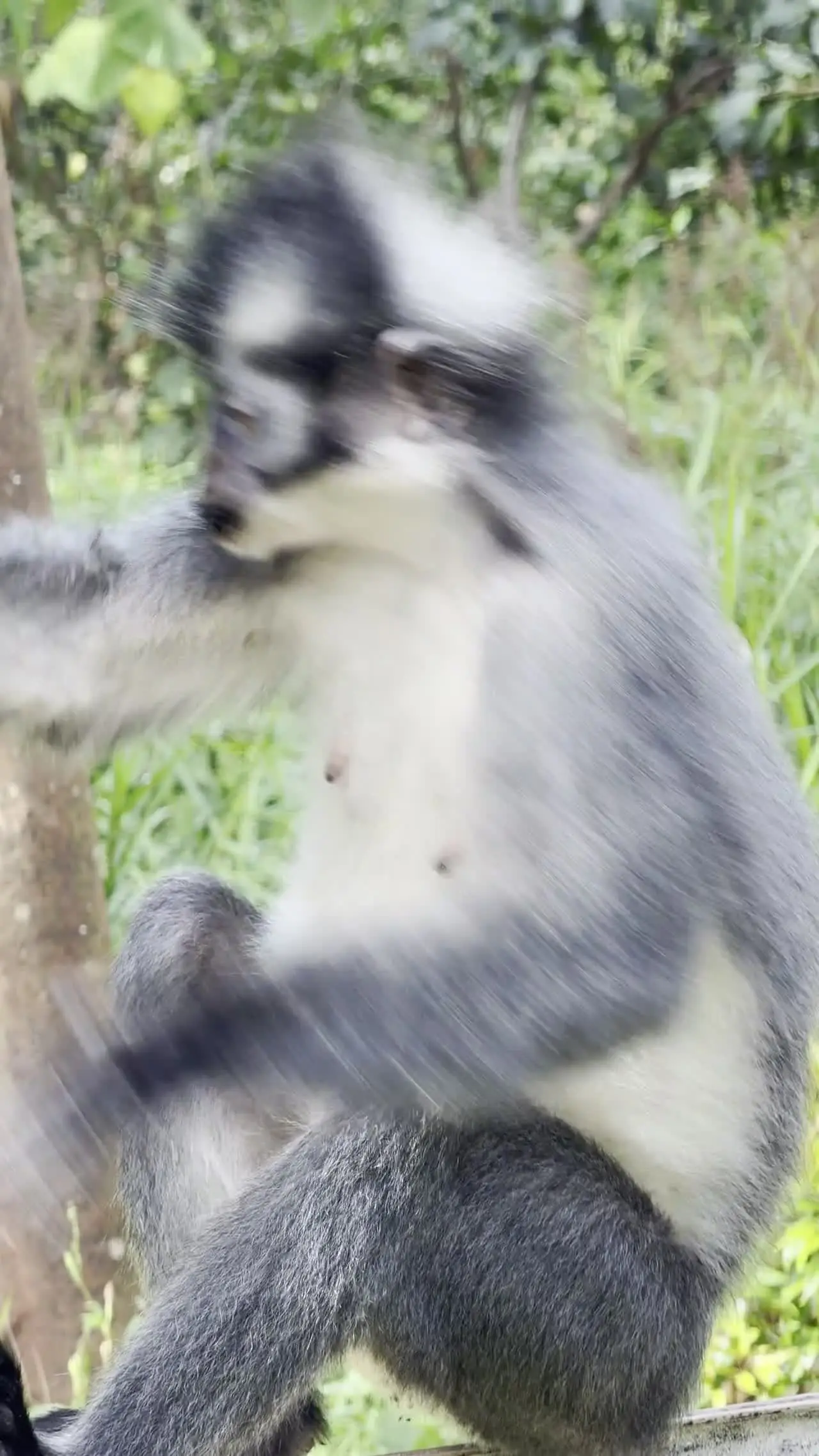 Premier rendez-vous : les singes de Thomas vus depuis l'hôtel, dès la première nuit à Bukit Lawang