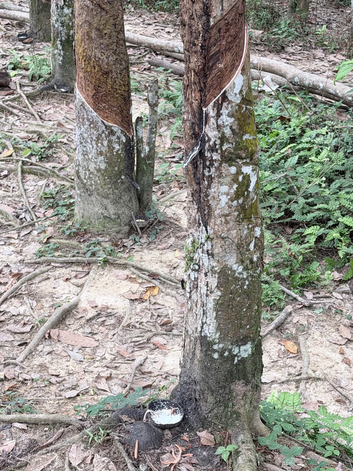 Récolte du latex sur un hévéa saigné, à Bukit Lawang