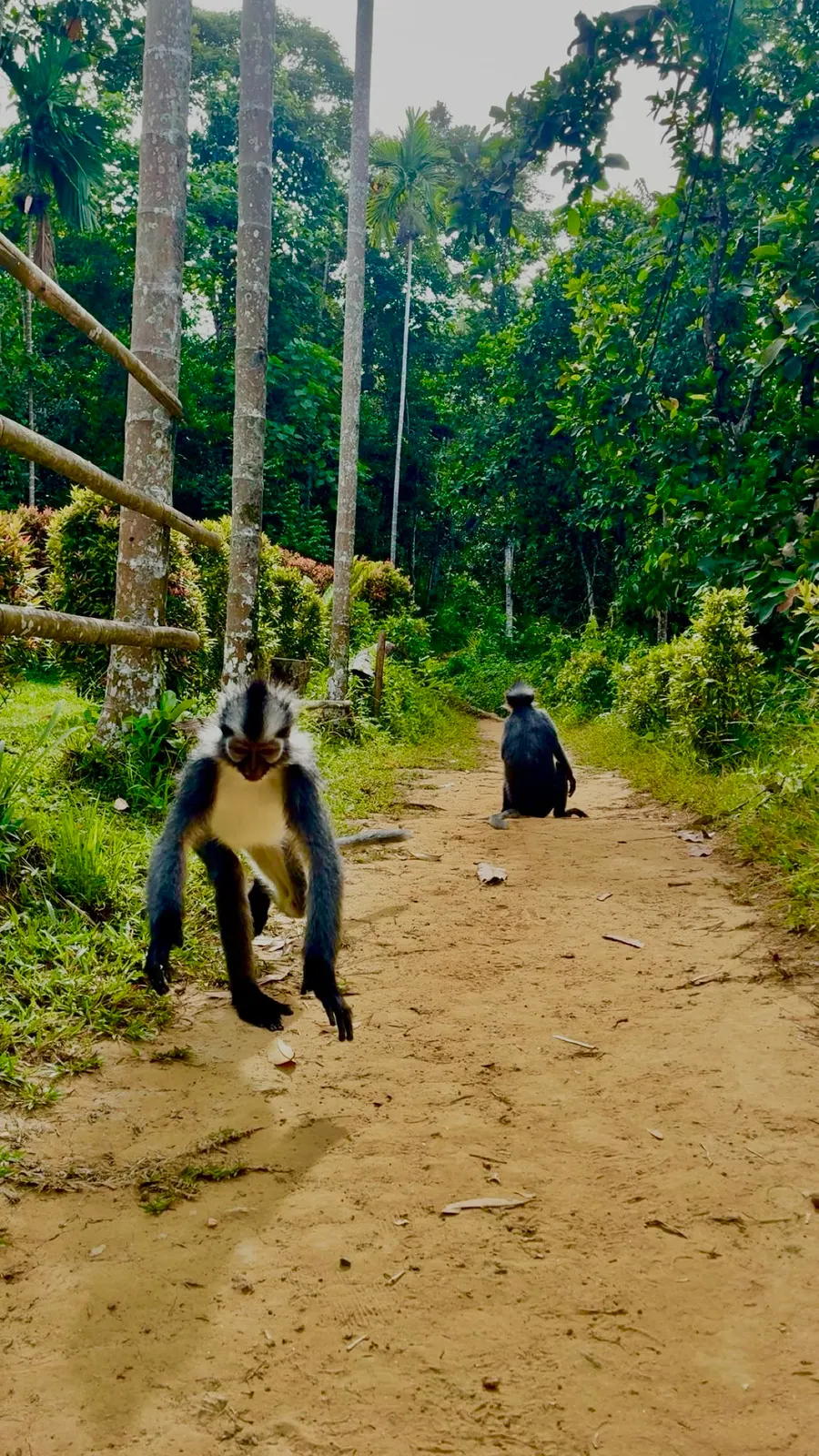 Un singe de Thomas s'approche sur le chemin du village — ici ils sont partout