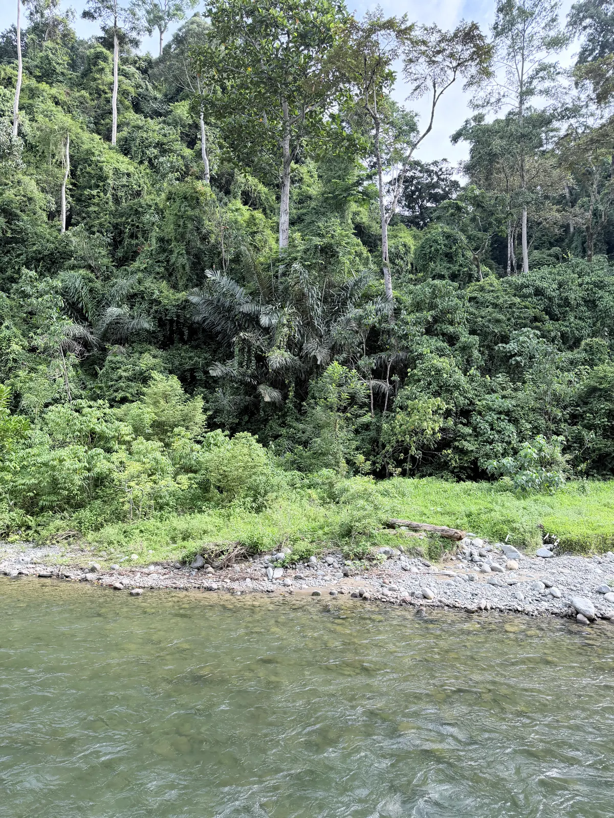La rivière Bohorok et sa berge de galets, adossée au mur de jungle du parc de Leuser