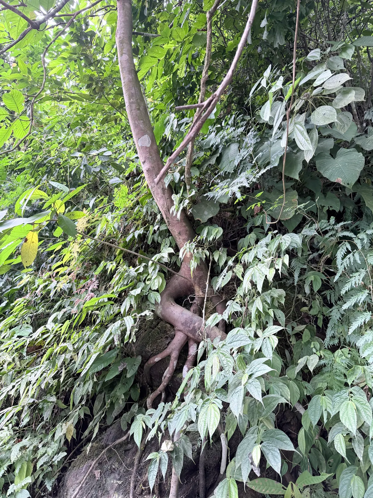 La jungle dense du parc national de Gunung Leuser à Sumatra