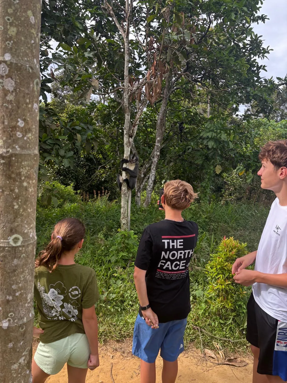 Arrêt observation : un singe de Thomas grimpe pile devant les enfants