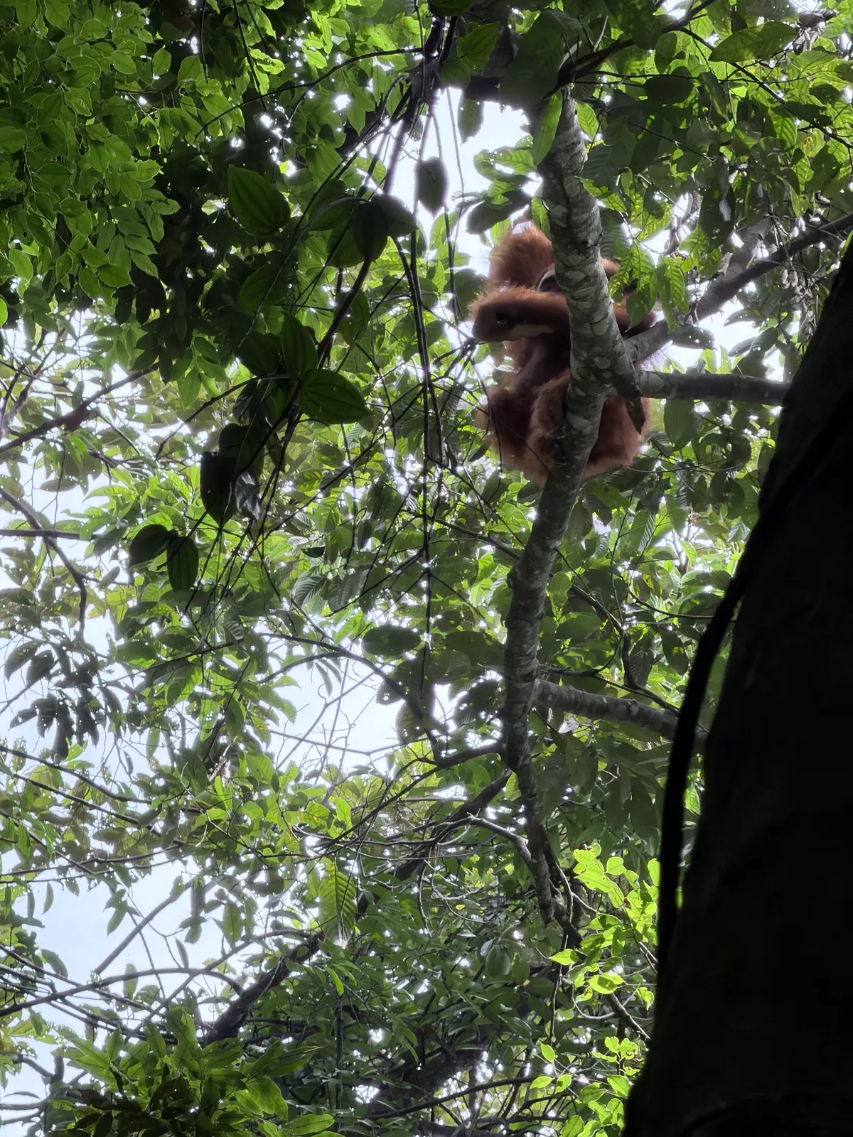 Enfin lui — un orang-outan sauvage dans la canopée du parc Gunung Leuser