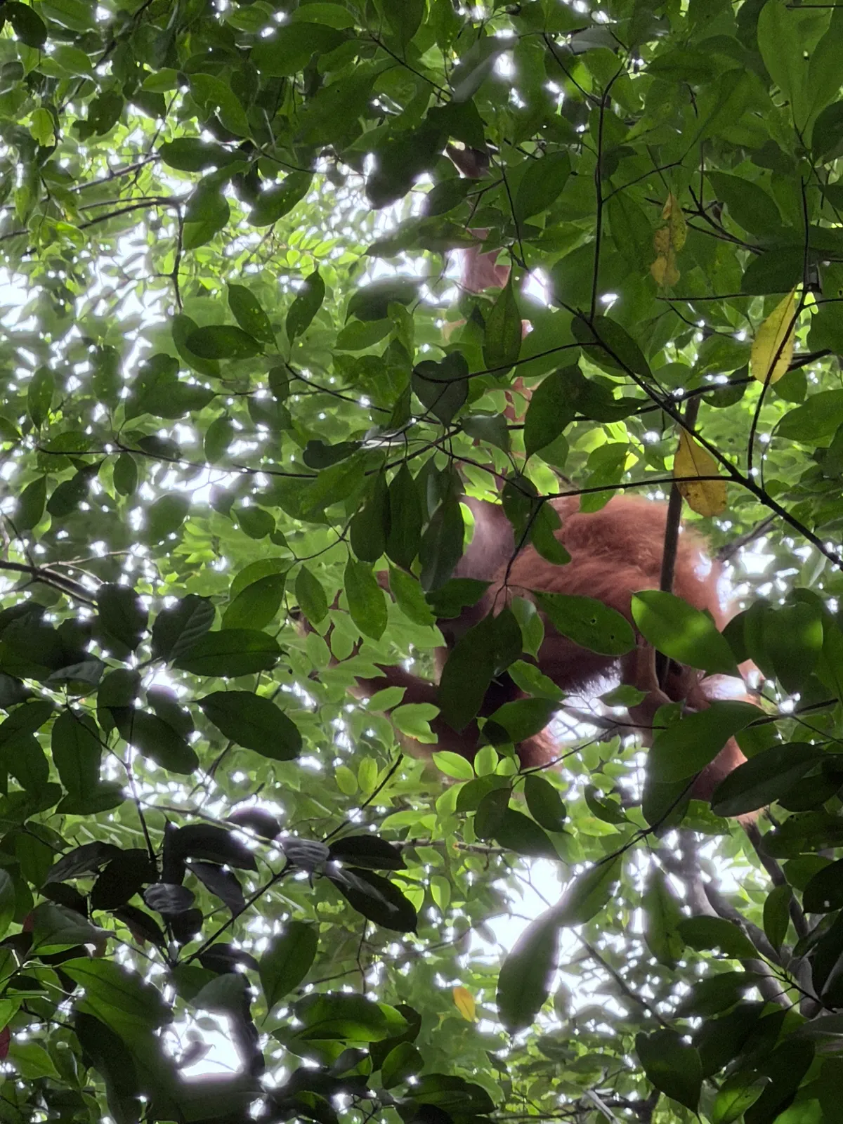Un orang-outan sauvage à travers le feuillage de la jungle de Sumatra