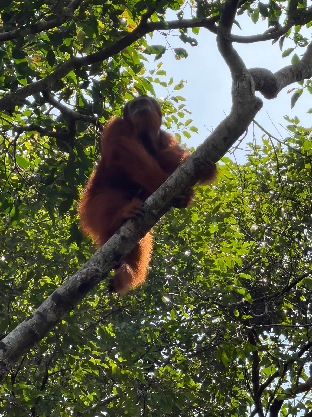 Un orang-outan sauvage en pleine lumière, agrippé à une branche dans le parc de Gunung Leuser, à Sumatra