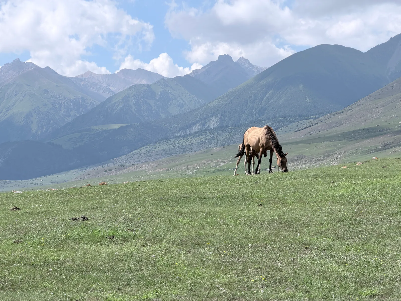 Chevaux en liberté sur les alpages kirghiz