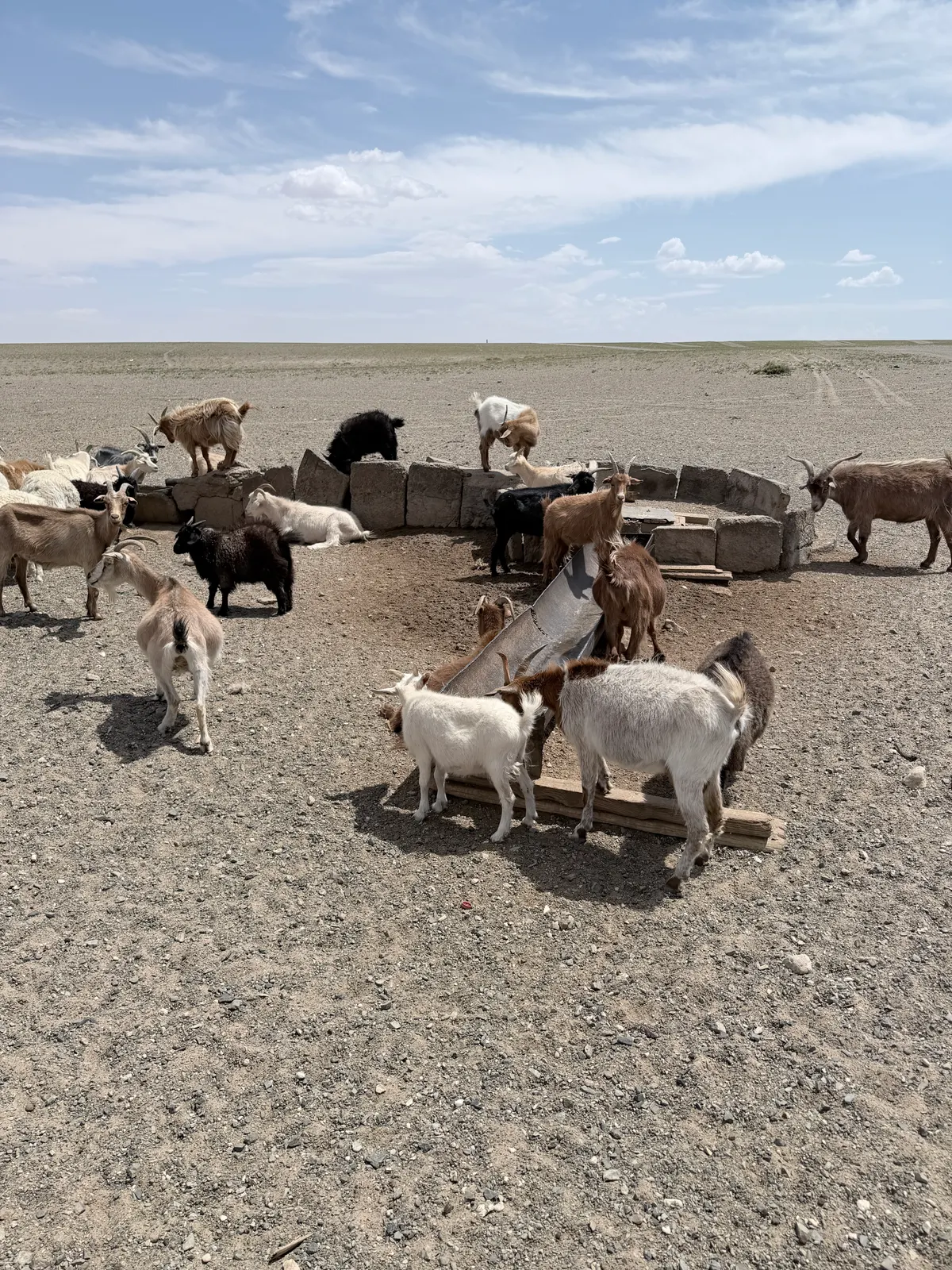 Chèvres et moutons au point d'eau du désert